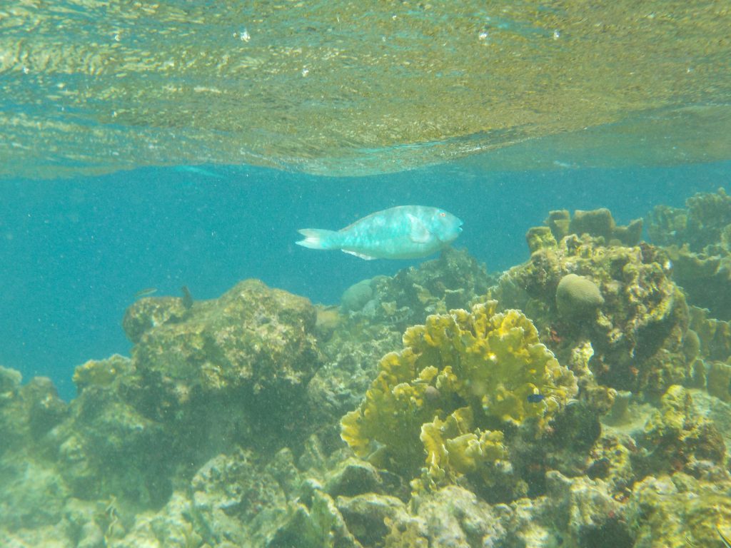 Korallen Klein Bonaire