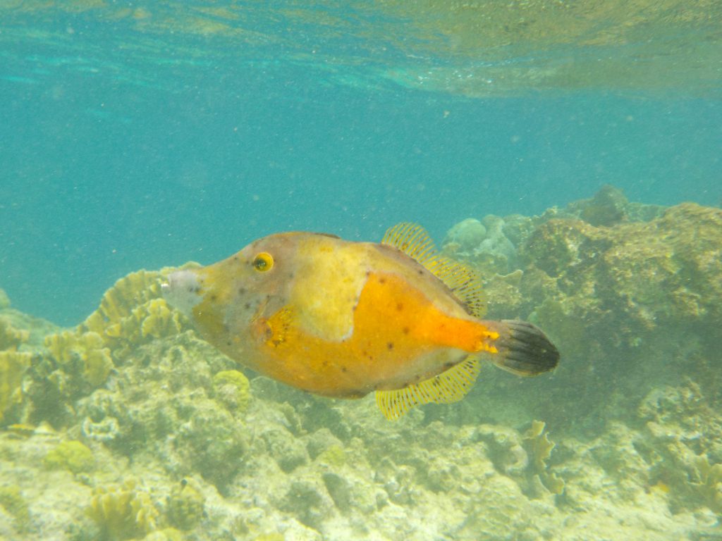 Fisch Klein Bonaire