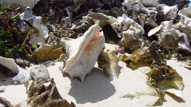 Große Muschel Bonaire