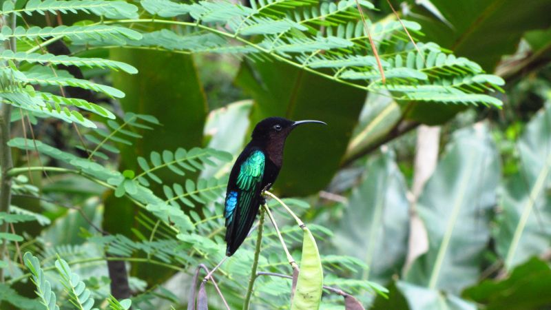 Kolibri im Regenwald
