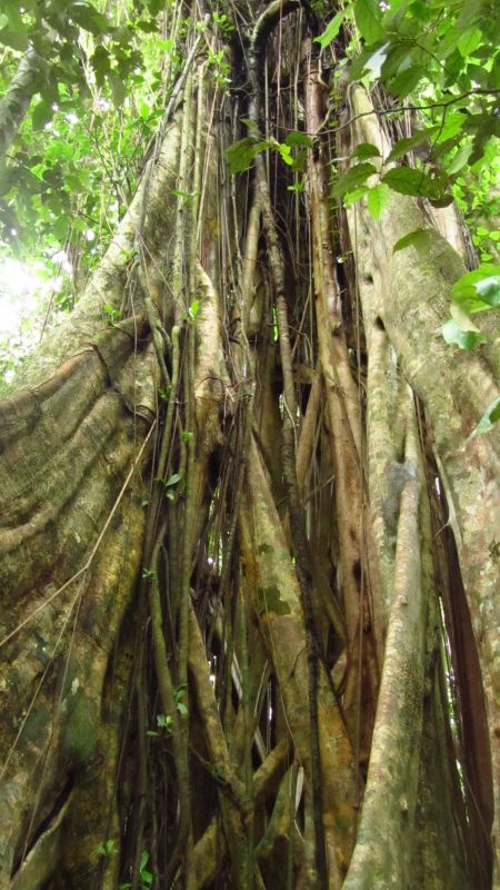 Brett- und Baumwurzeln