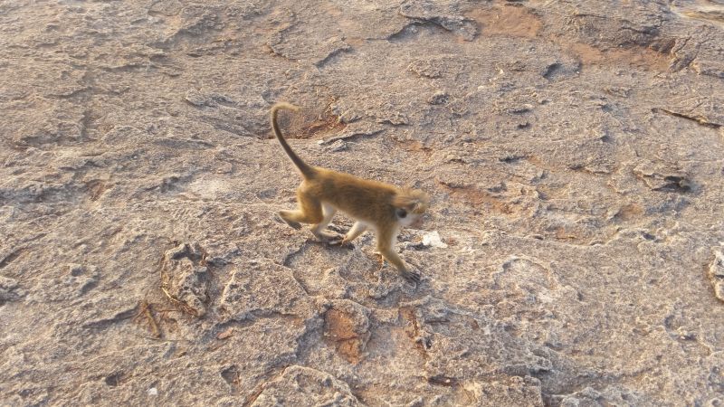 Affen auf Pidurangala Rock