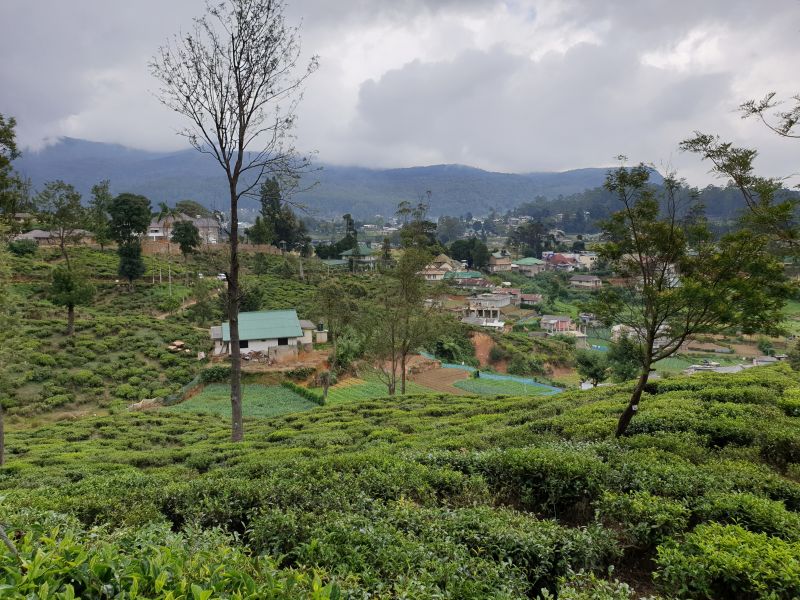 Nuwara Eliya Teeplantagen