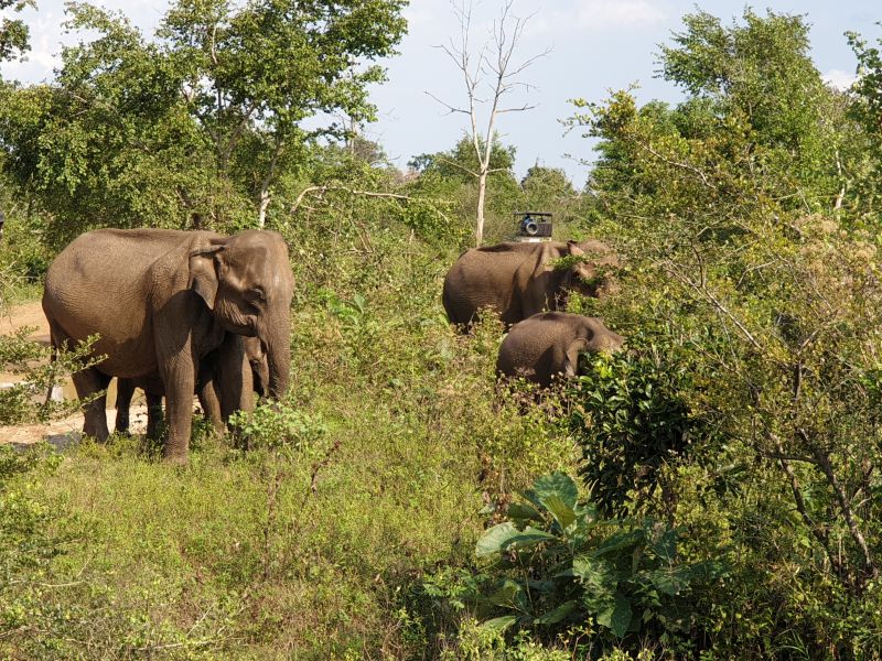 Elefanten Udawalawe