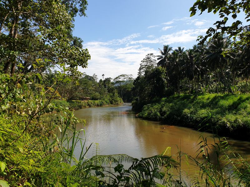 Regenwaldfluss Sinharaja Rainforest