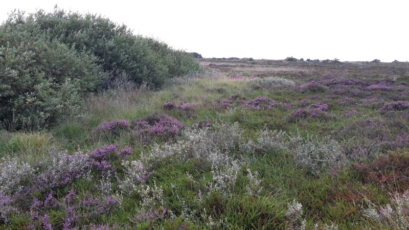 Rømø Dünenlandschaft und Heide
