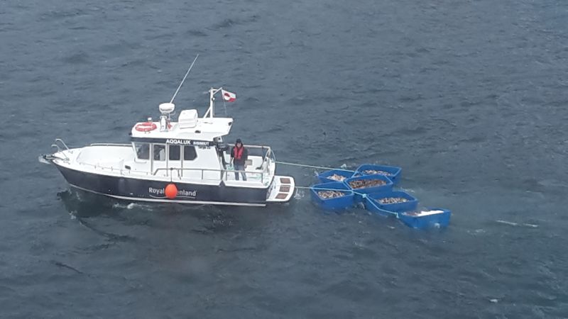 Fischerei vor Sisimiut