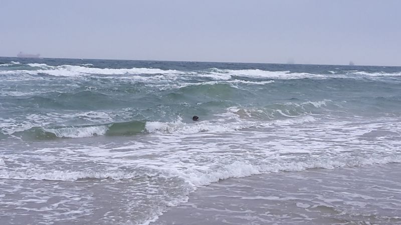 Seehund in Skagen