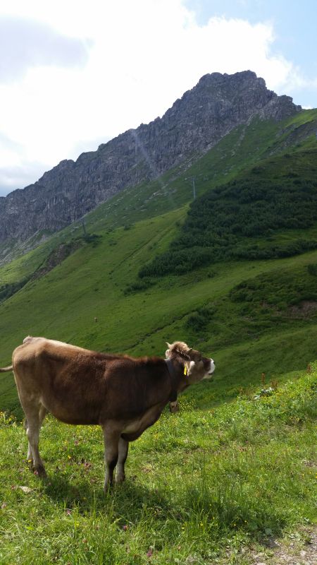 Kanzelwandblick mit Kuh