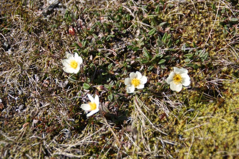 Blumen am Nordkapp