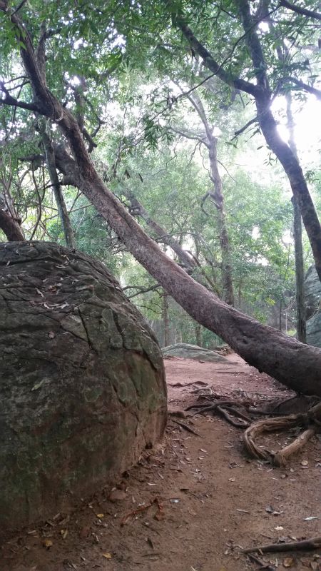 Wanderung Pidurangala Rock mit Taschenlampe in Morgendämmerung