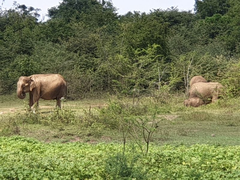 Elefanten in Udawalawe Safari Jeep Tour