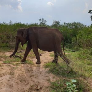Elefanten zum Anfassen Udawalawe Nationalpark Sri Lanka