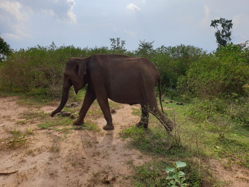 Elefanten zum Anfassen Udawalawe Nationalpark Sri Lanka