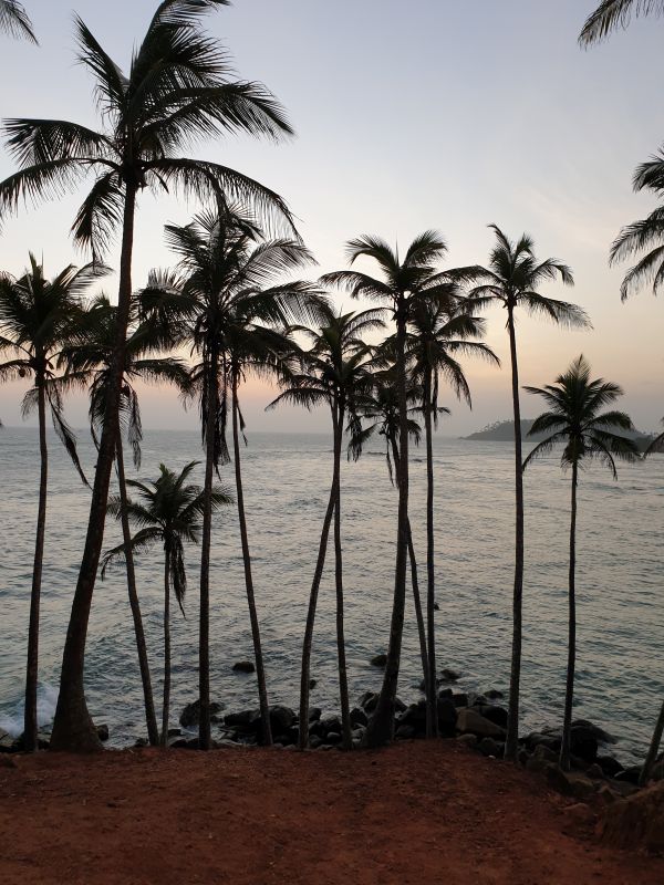 Mirissa Palm Tree Hill