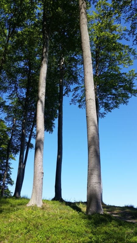 Ostseebäder Buchenwald Hochuferweg Sellin nach Binz
