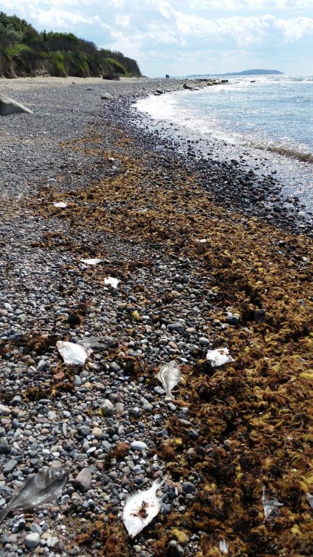 Fische am Steinstrand Dranske Rügen