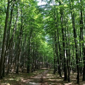 Waldweg zum Kollicker Blick im Nationalpark Jasmund auf Rügen