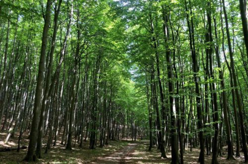 Waldweg zum Kollicker Blick im Nationalpark Jasmund auf Rügen