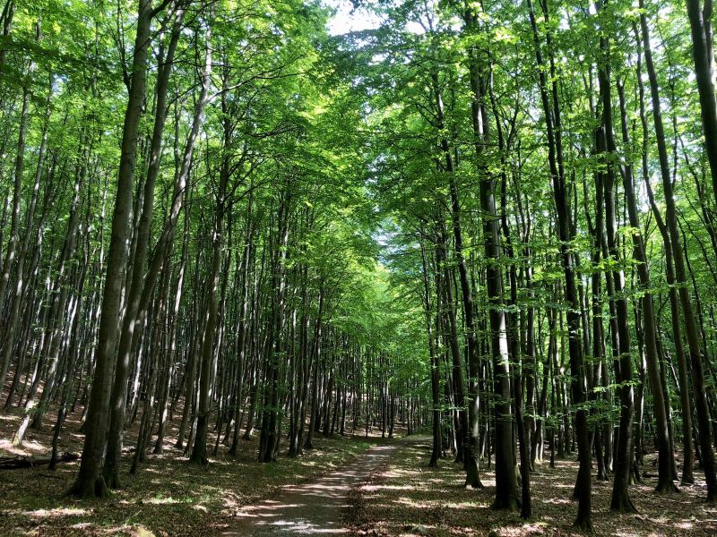 Waldweg zum Kollicker Blick im Nationalpark Jasmund auf Rügen