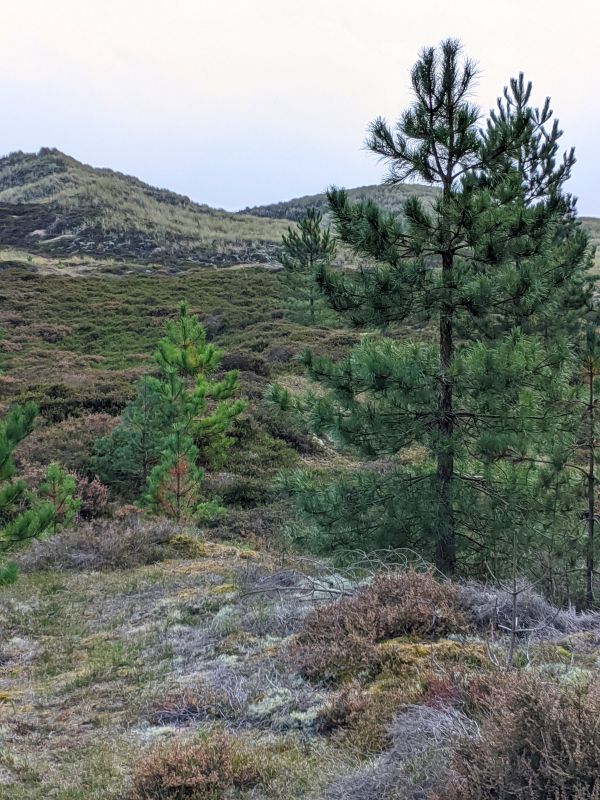 Naturschutzgebiet Amrum Wald