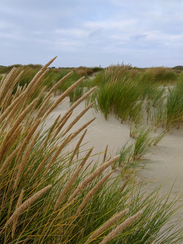 Dünenblick Amrum