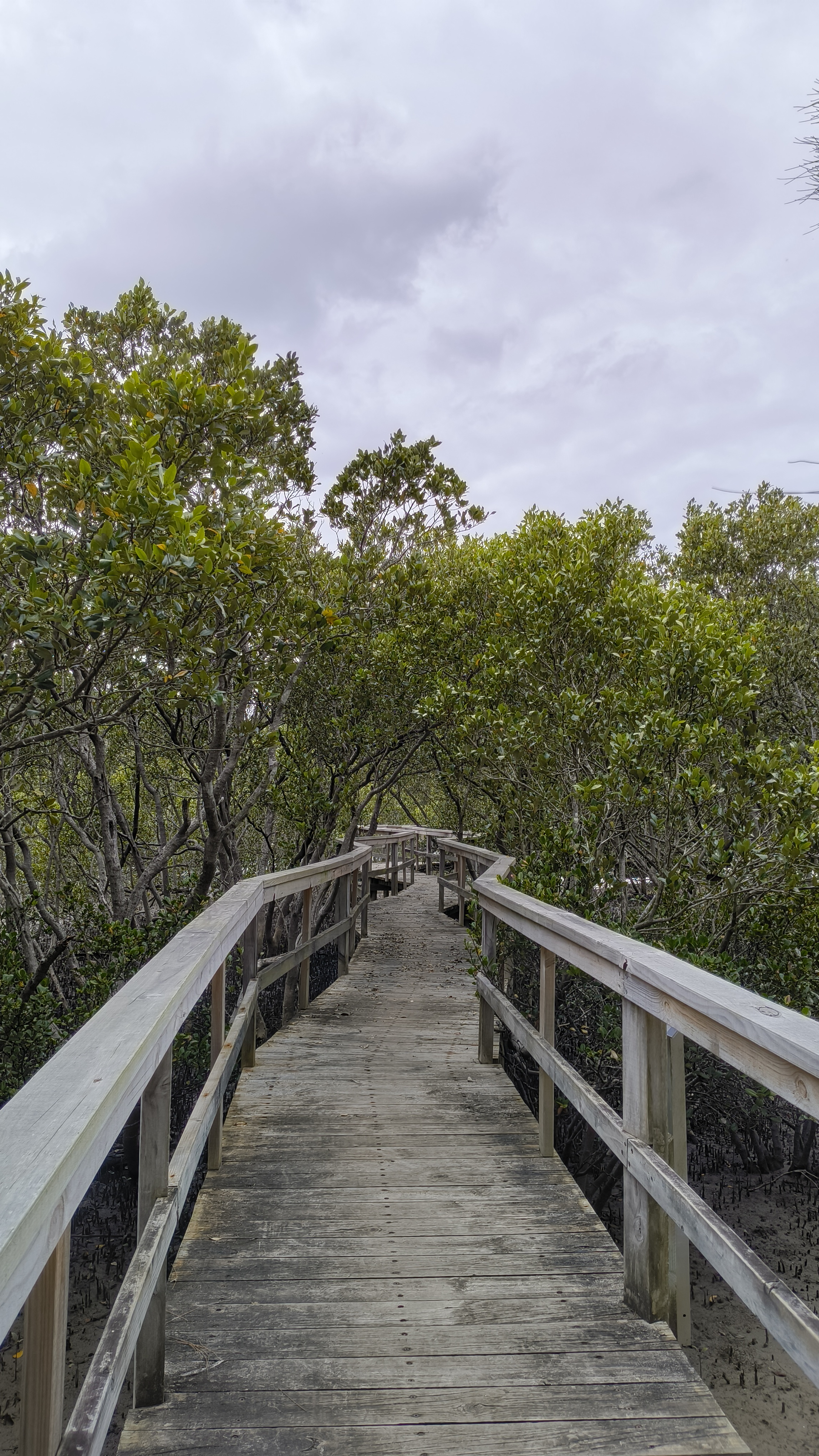 Batemans Bay Mangroven