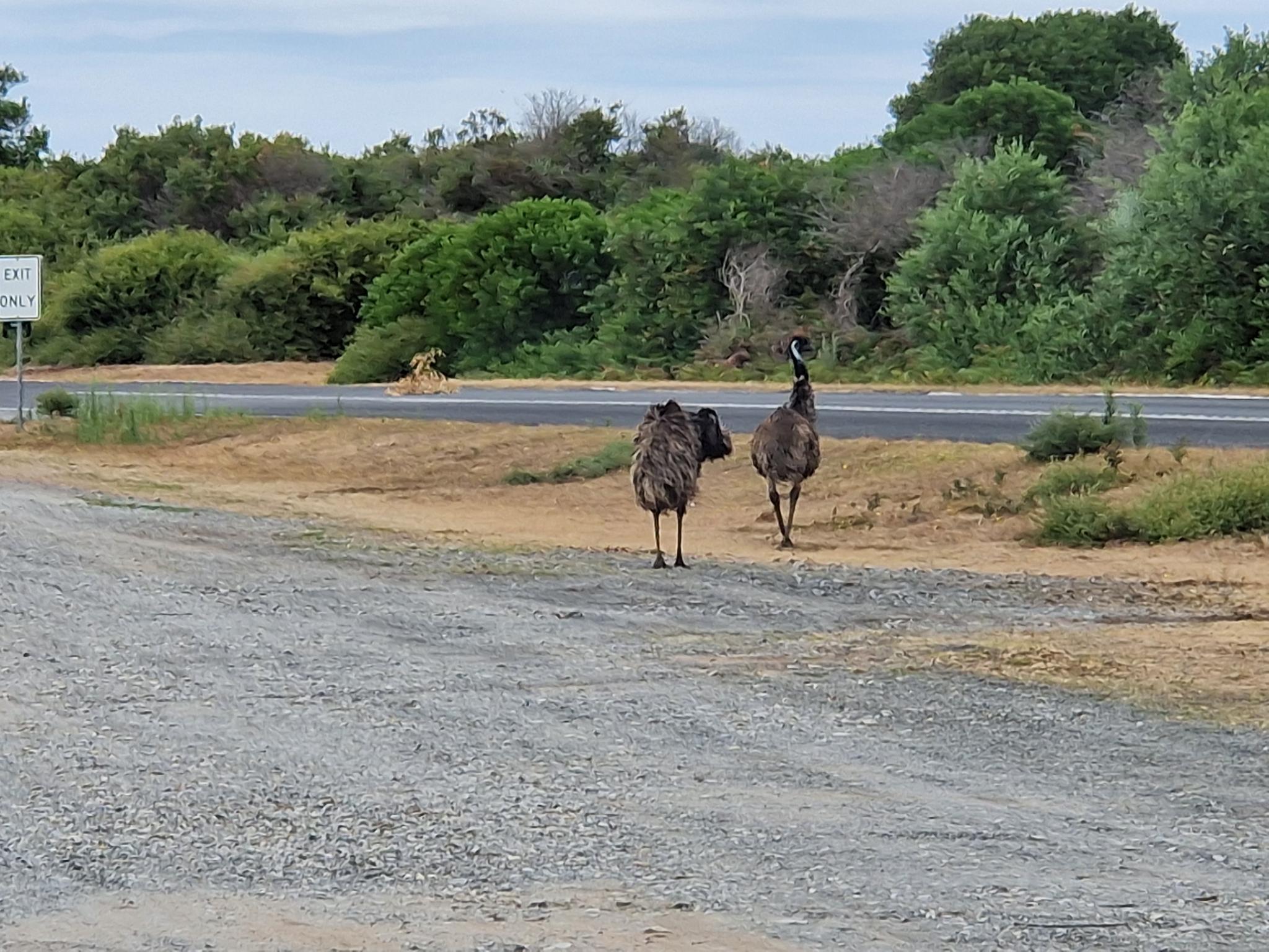Emus Wilson Prom