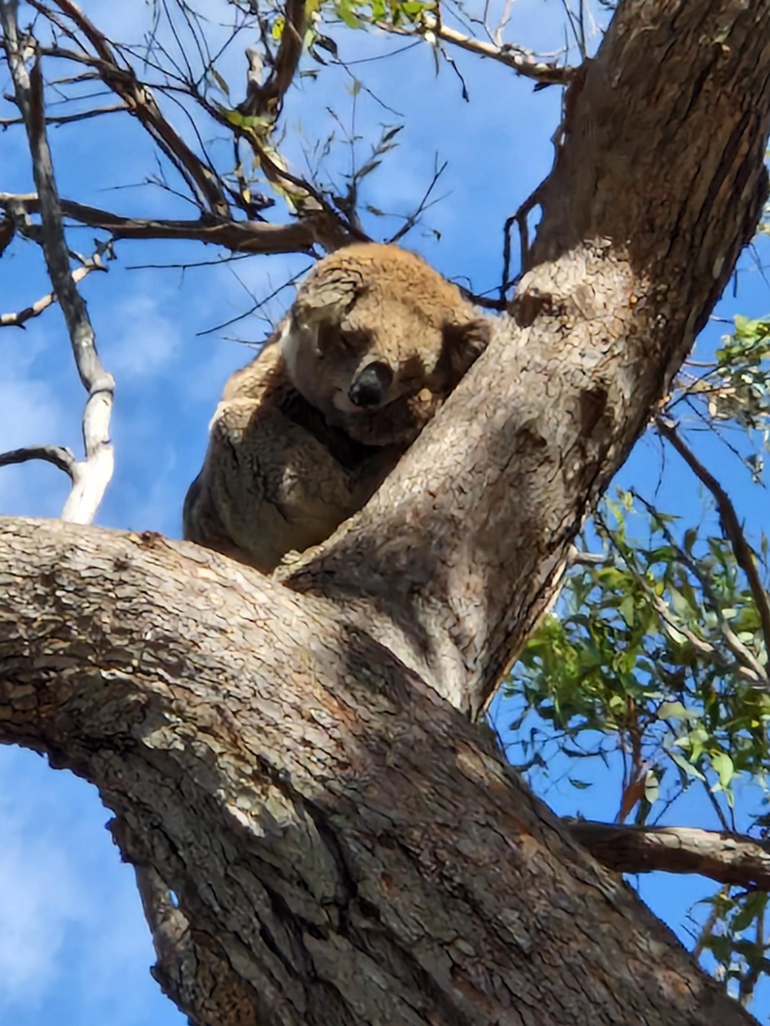 Raymond Island Koala