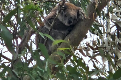 Koala