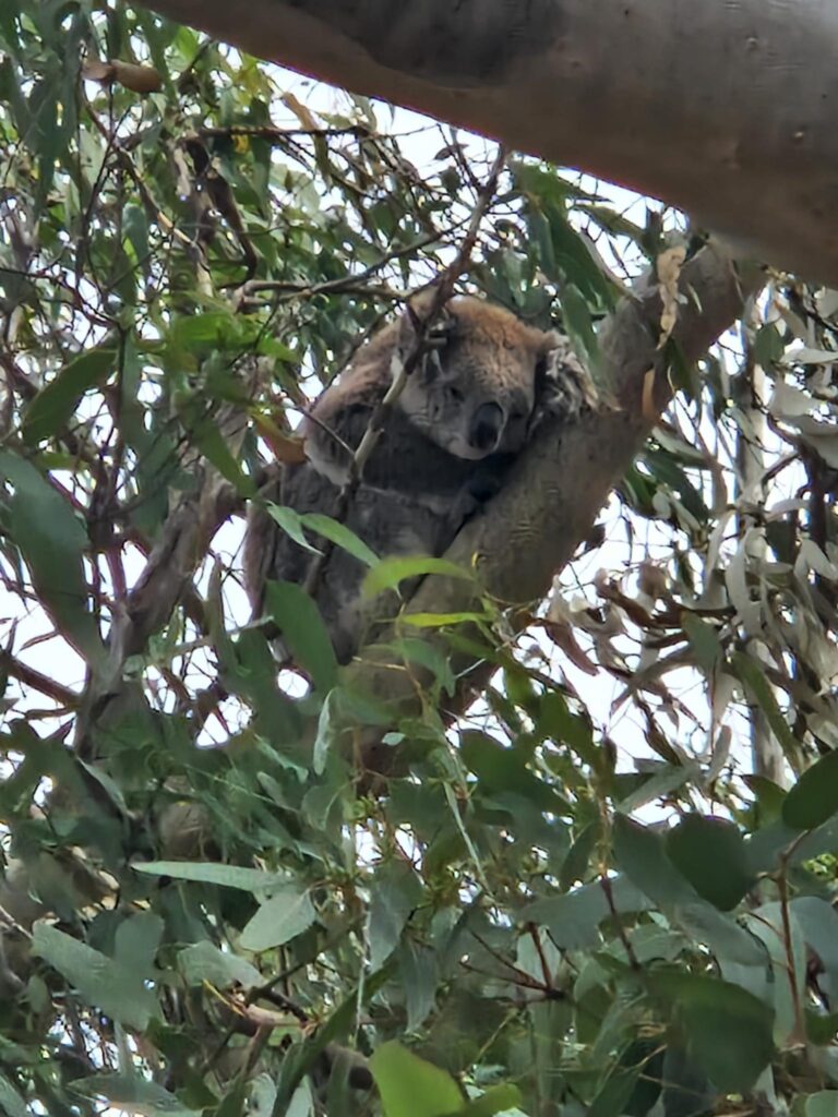 Koala