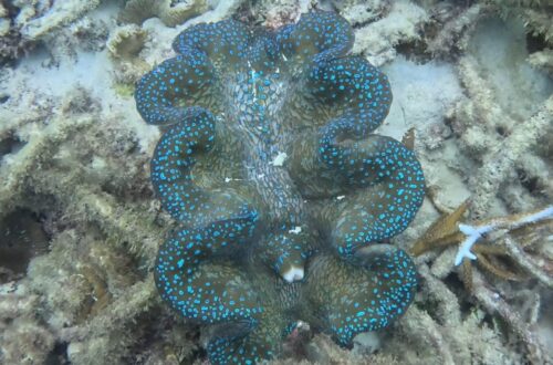 Giant Clawn Great Barrier Reef