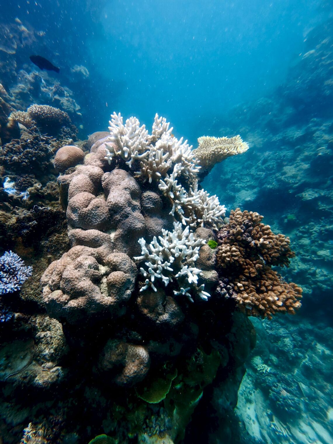 Great Barrier Reef Korallen