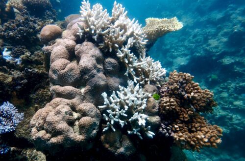 Great Barrier Reef Korallen