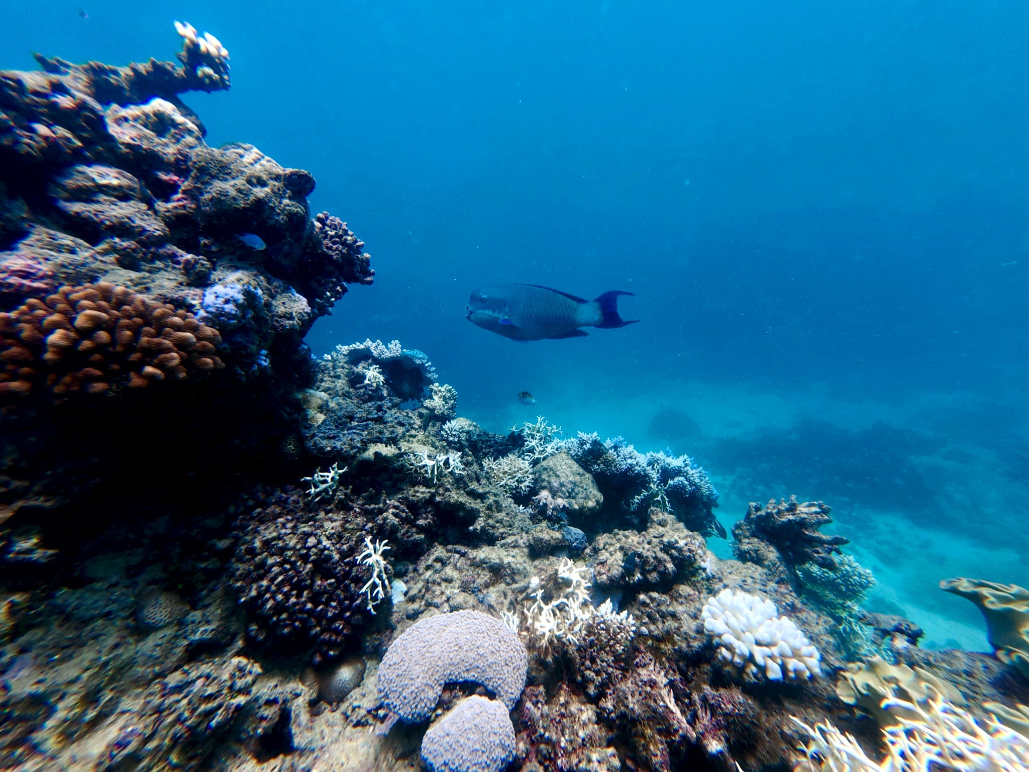 Great Barrier Reef Korallen Fisch