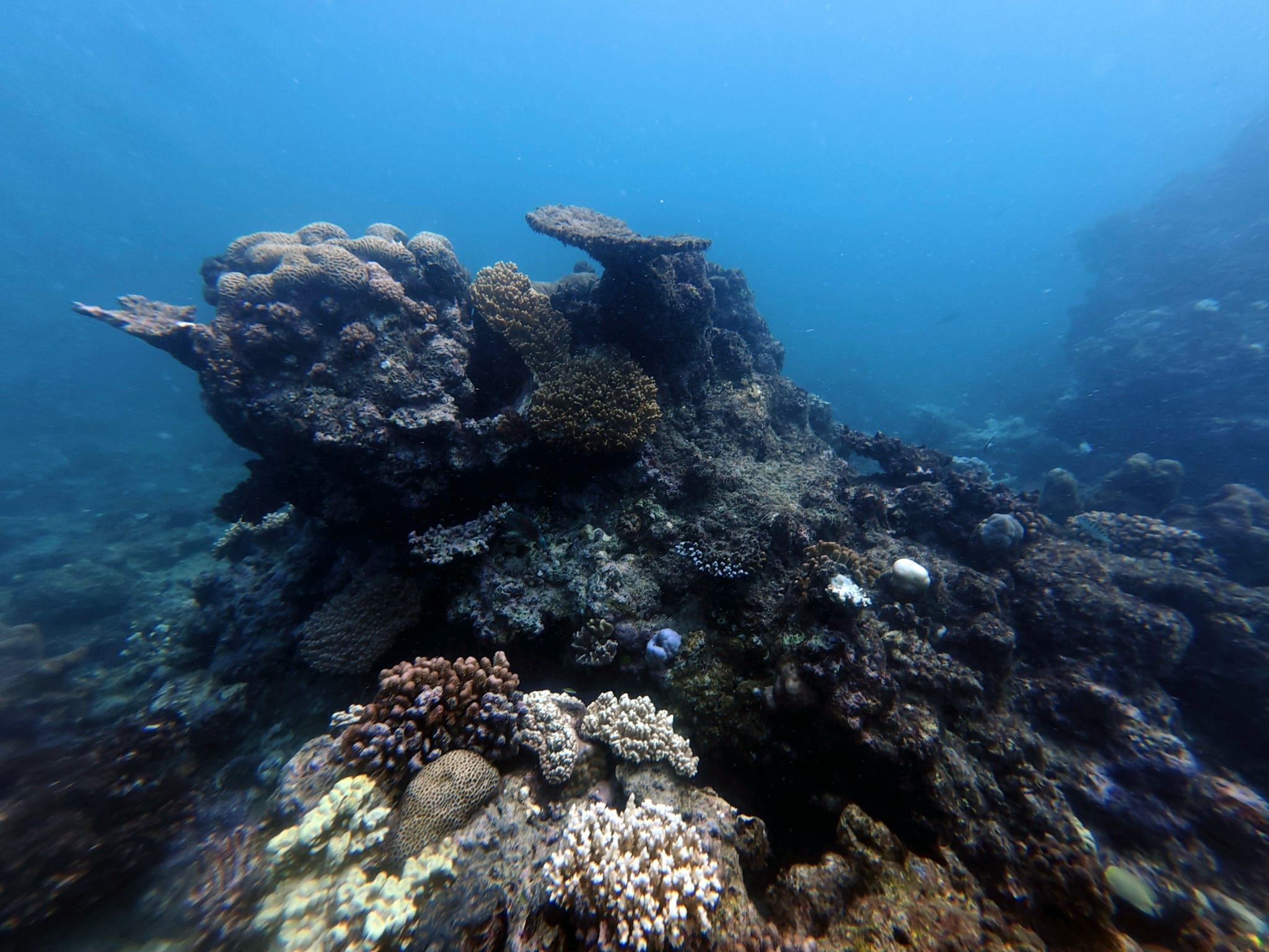 Great Barrier Reef Korallen