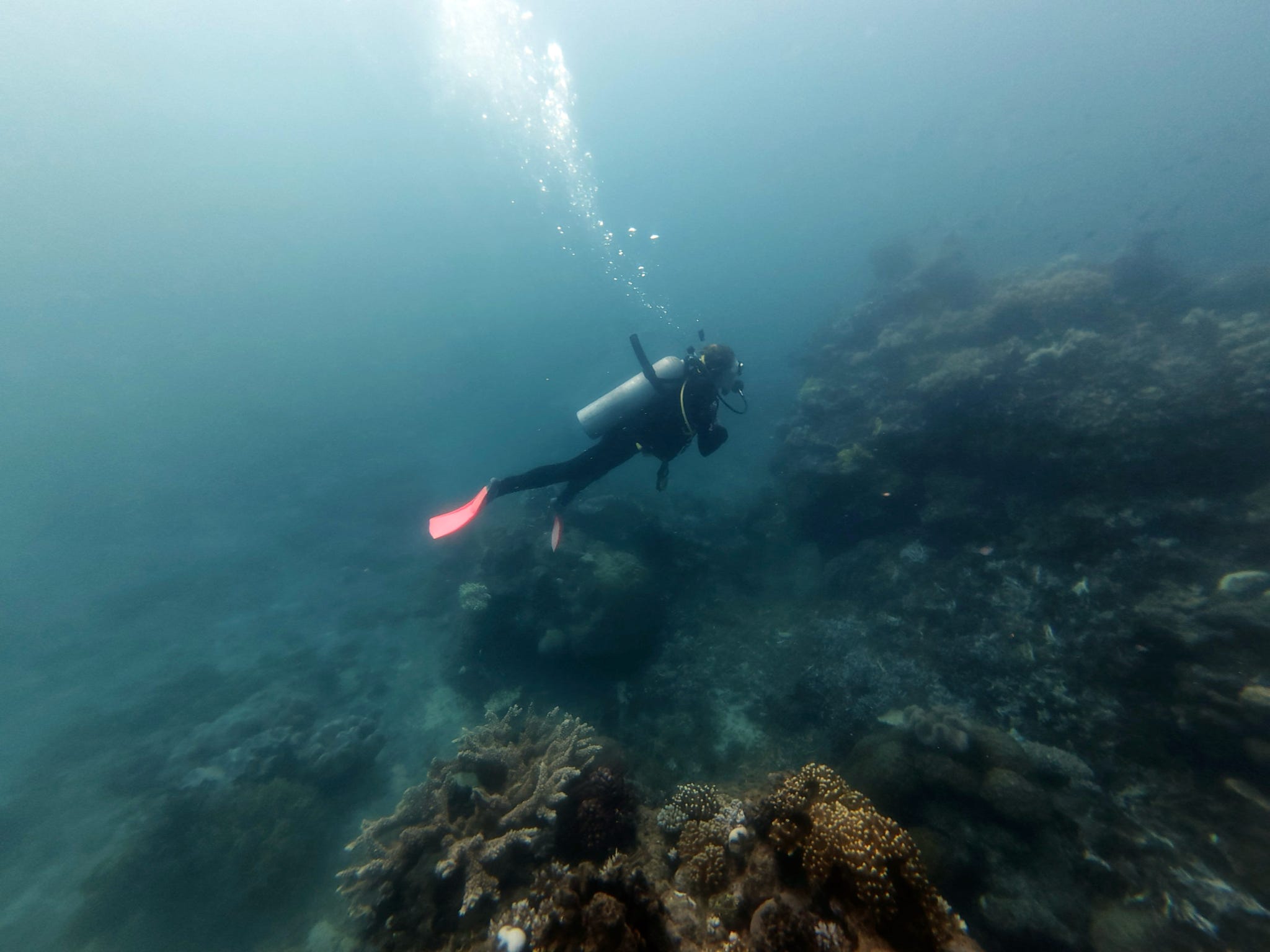 Great Barrier Reef Steffi taucht