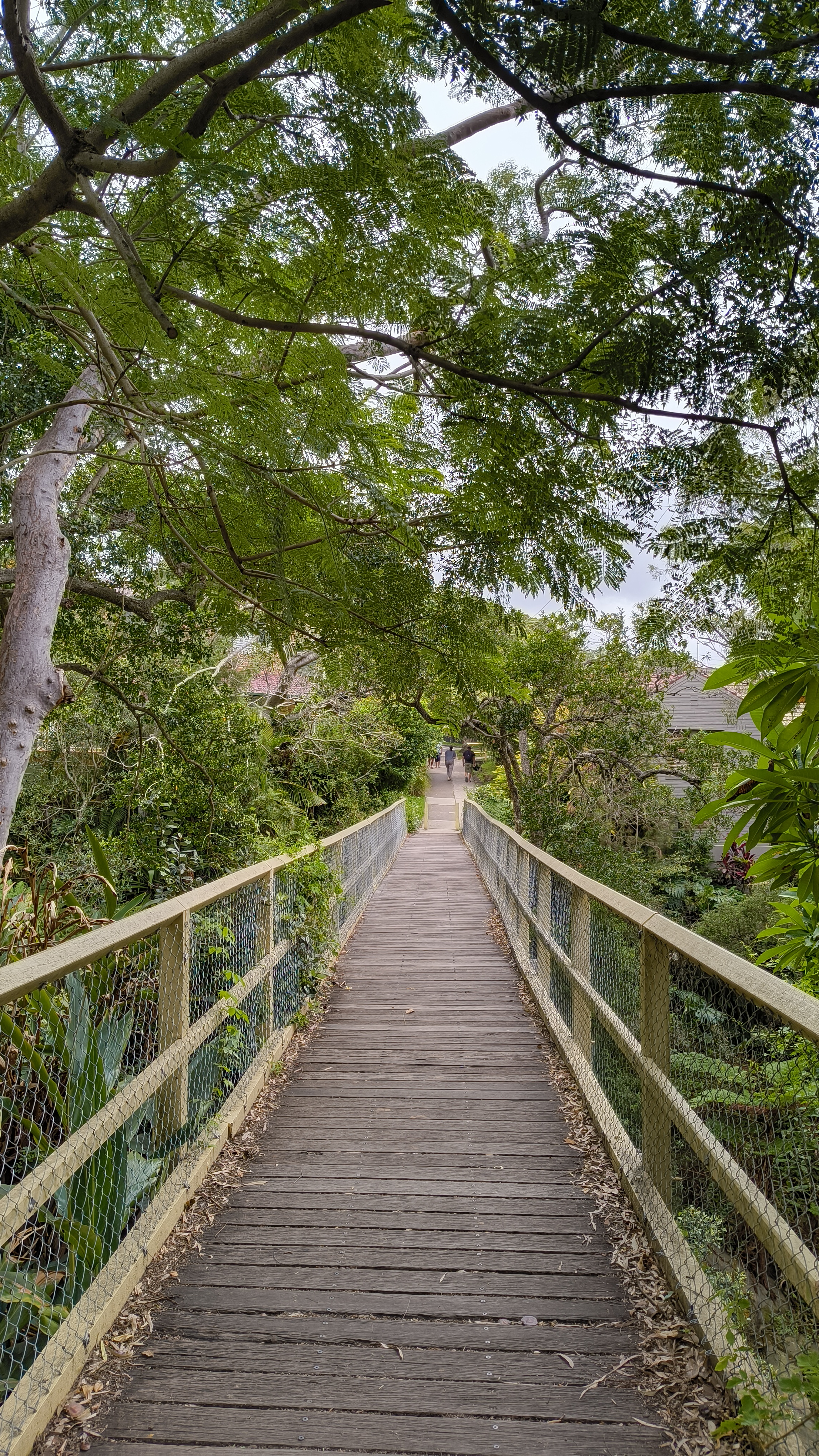 Manly Walk Regenwald