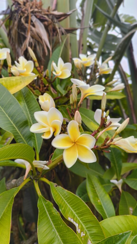 Plumeria