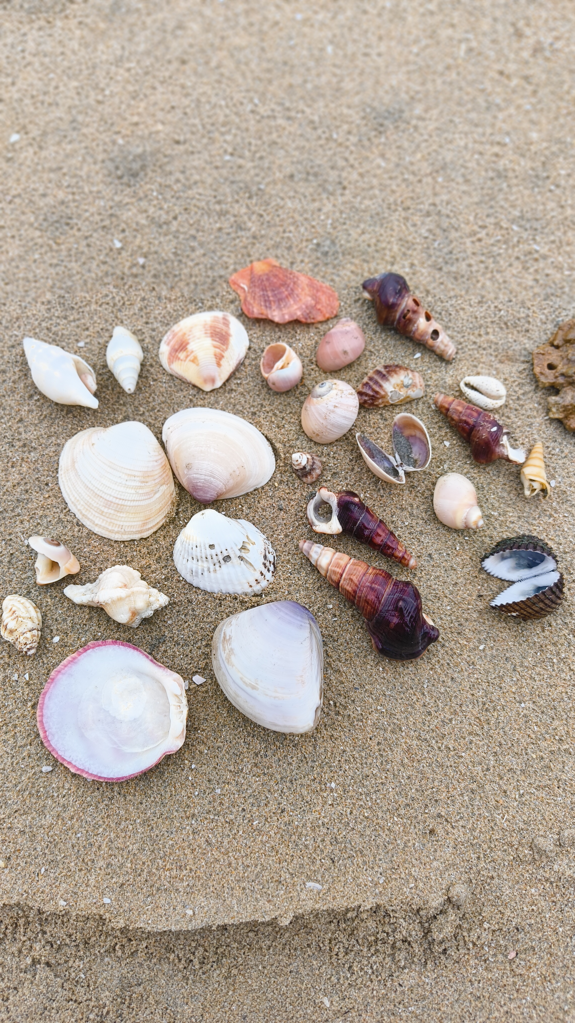 Hervey Bay Strandgut