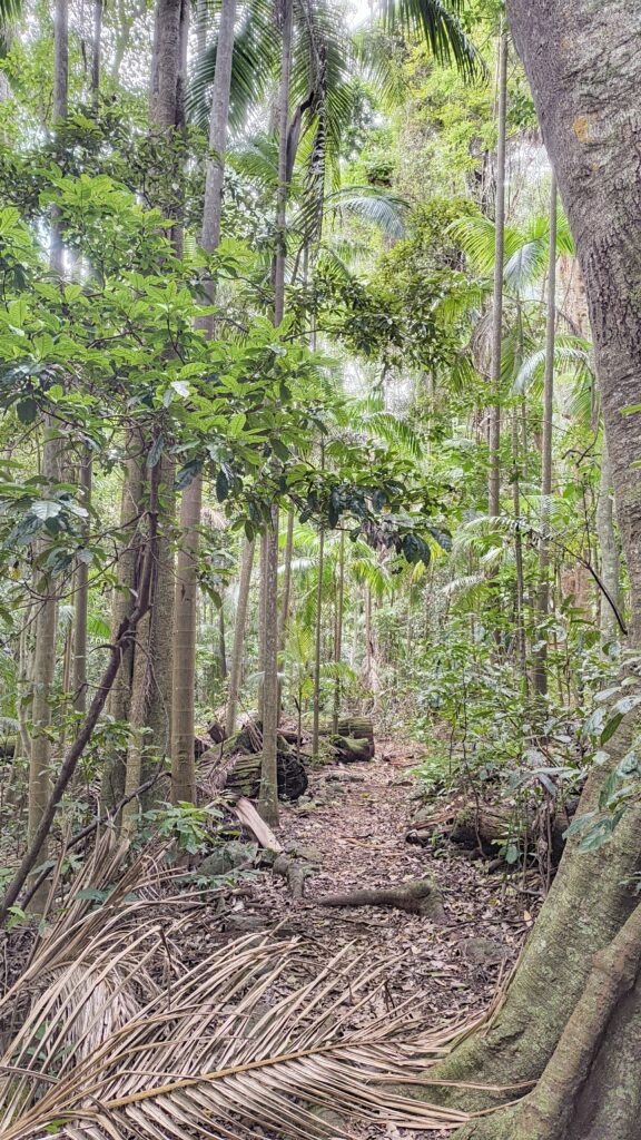 Tamborine Mountain Wanderung