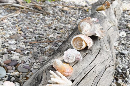 Whitsundays Coral Beach