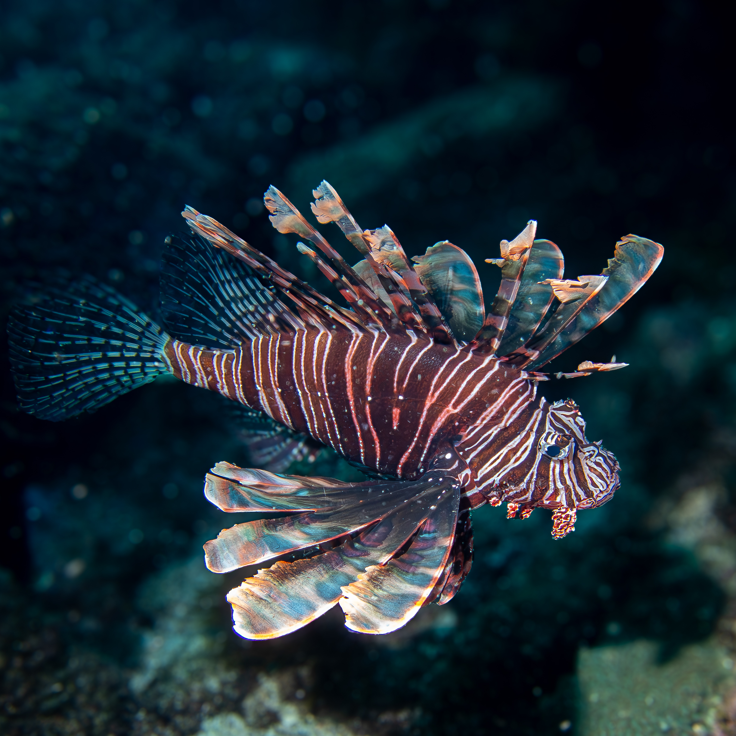 red lionfish