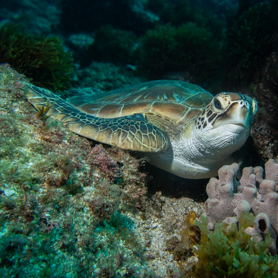 Tauchen Schildkröte