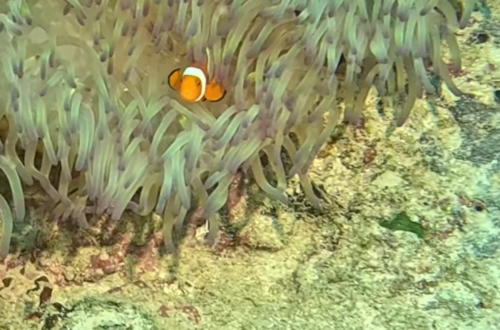 Nemo Clownfish