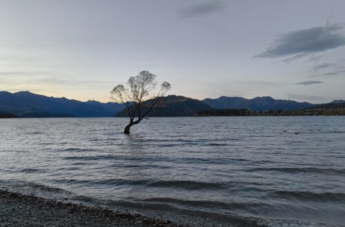 Wanaka Tree
