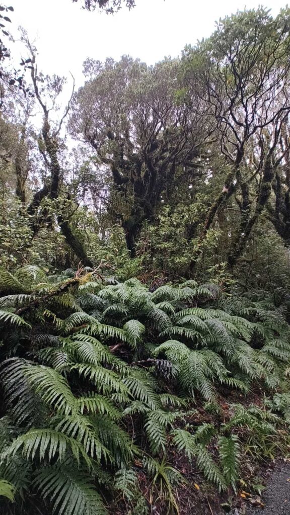 Taranaki Wanderung