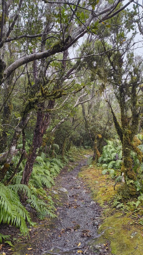 Taranaki Dawson Falls