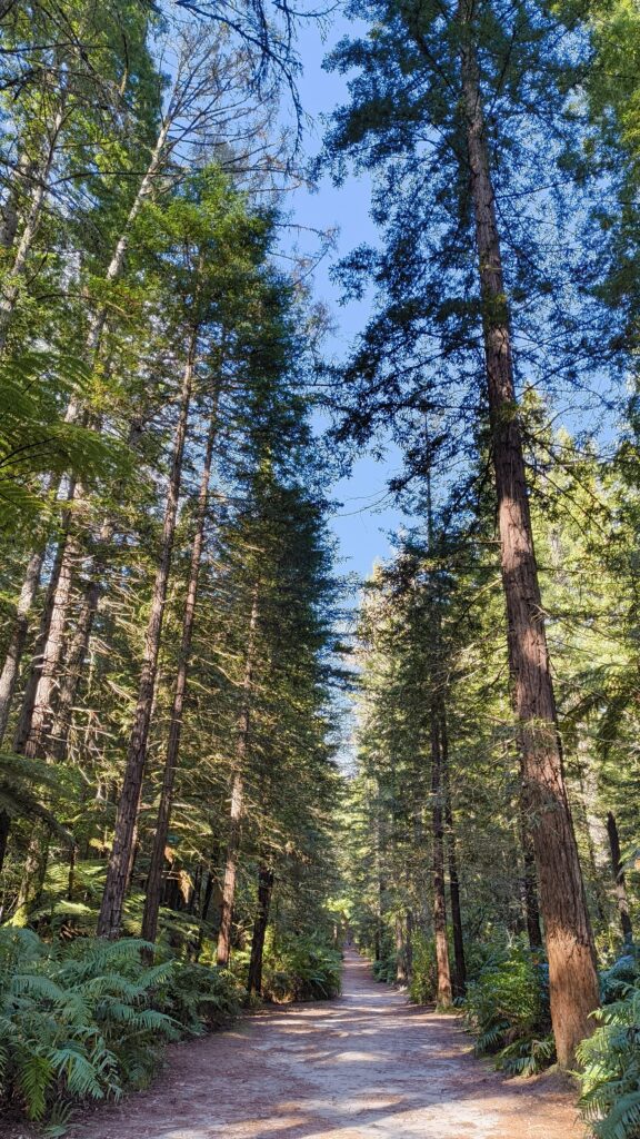 Redwood Forest