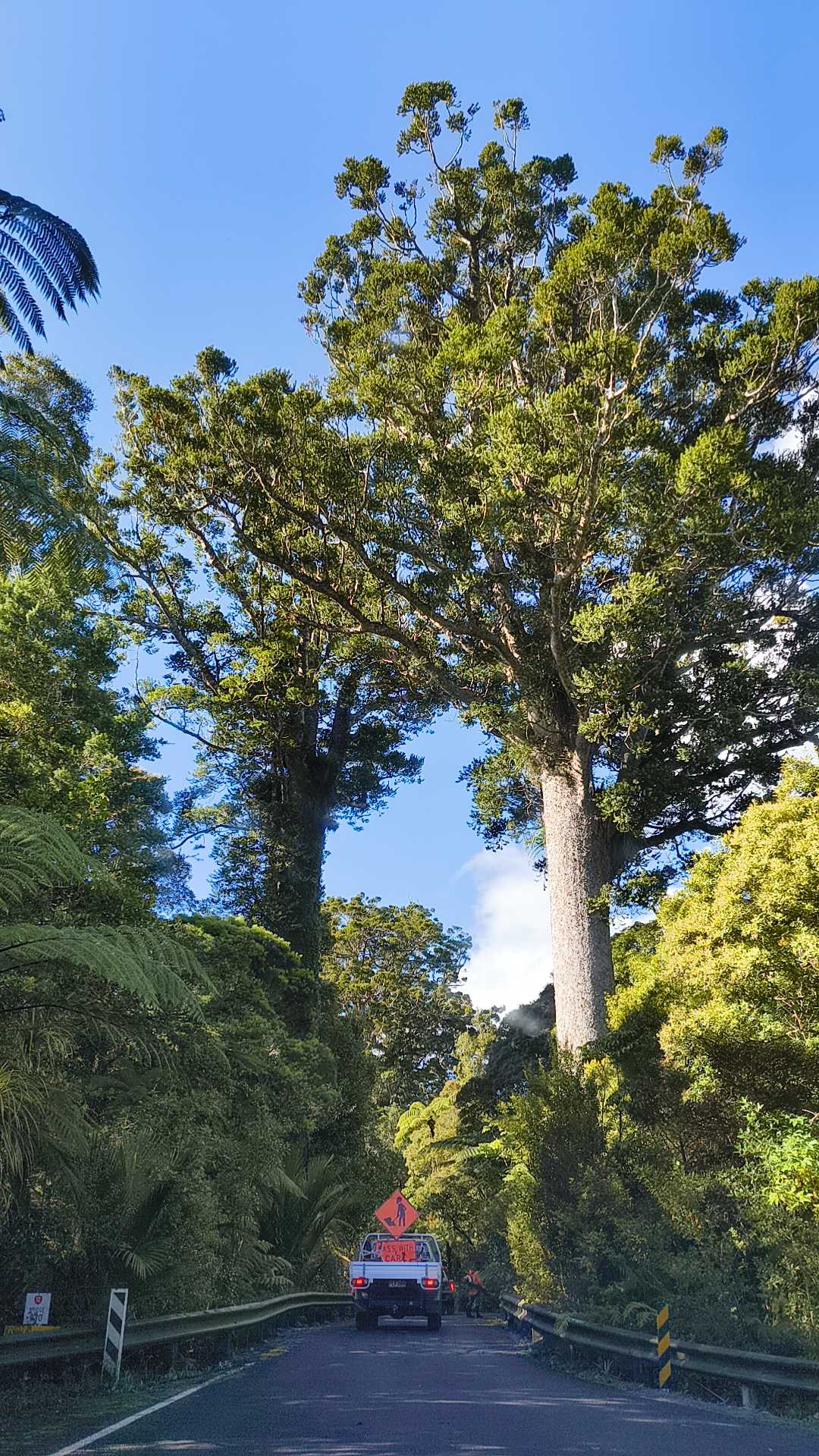 Kauri Bäume